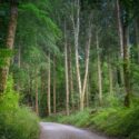 path-5353941_1920